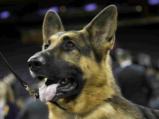 Rumor the German shepherd basks in the attention after winning Best In Show at the Westmin