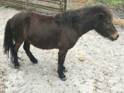 The pony authorities say Nicholas Anthony Sardo had sex with.