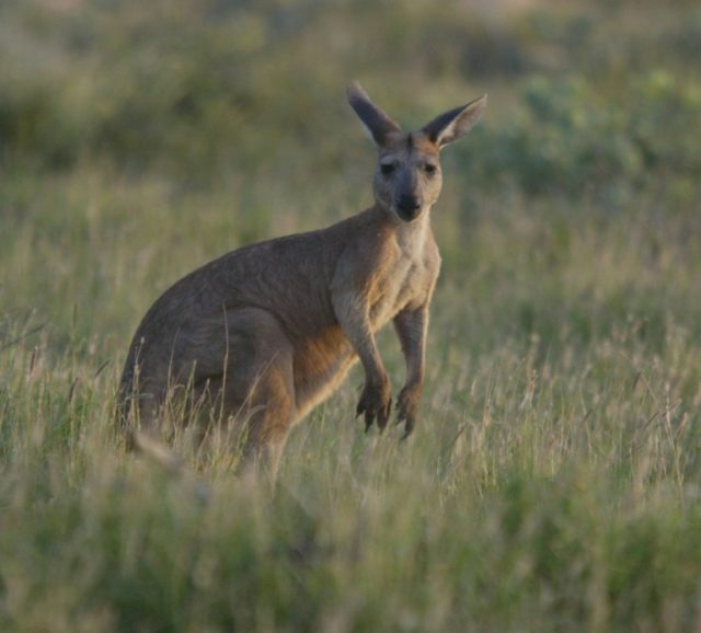 Aussie cops to the roo-scue as kangaroo caught in surf