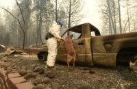 A cadaver dog looks inside a burned-out vehicle in Paradise, California