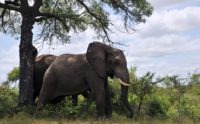 African elephants, the largest land animals on Earth, sometimes live into their seventies. They are famously social animals, living in complex communities and forging relationships that can last a lifetime