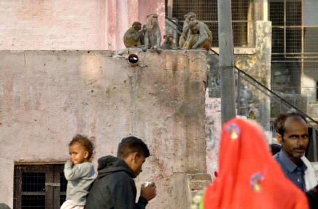 Baby snatched by monkey dies in Taj Mahal city