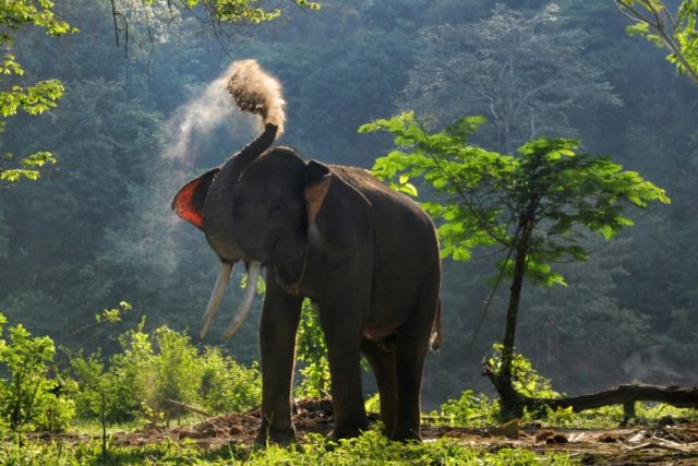 Sumatran elephant found dead with missing tusks in Indonesia