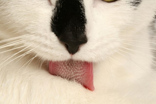 The science of how cats' tongues keep them clean