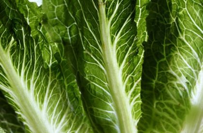 US issues health alert on romaine lettuce