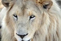 South Africa has as many as 8,000 lions in captivity being bred for hunting, the bone trade, tourism and academic research, according to estimates by wildlife groups