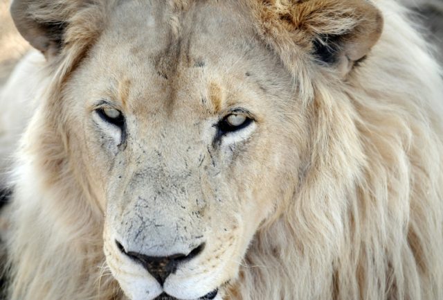 S.African MPs seek end of captive lion trophy hunting