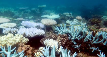 Biggest coral reseeding project launches on Great Barrier Reef