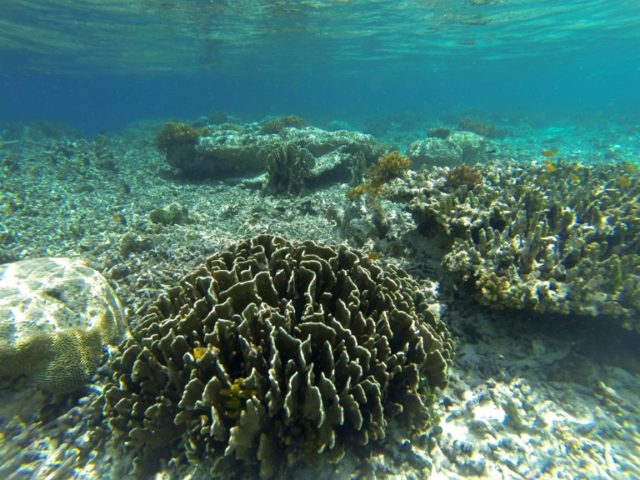 Over one third of Indonesia's coral reefs in bad state: study