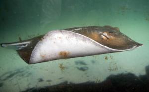 Australian man dies after apparent stingray wound