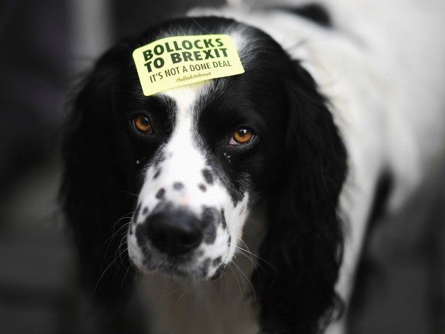 LIVERPOOL, ENGLAND - SEPTEMBER 23: Demonstrator's dog is seen on the March For The Many on