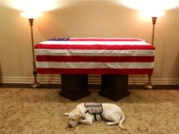 Sully, a golden Labrador, began his final mission as a service dog to former President George H.W. Bush on Sunday, sleeping next to the 41st president’s casket in a heartwarming tribute.