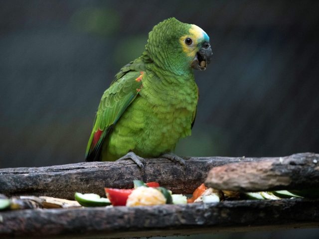 Parrot eating snacks