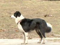 A deaf dog is being hailed as a hero for saving the lives of a couple who escaped a fire that broke out in their New Hampshire home on Saturday.