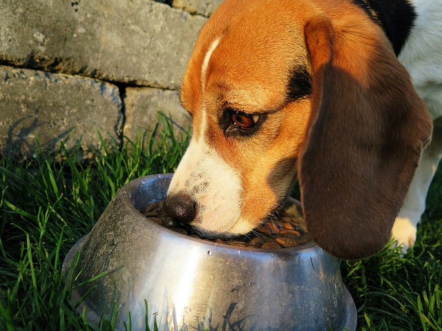 dog-eating-dog-food-pixabay-640x480.jpg
