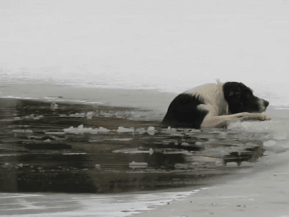 A dog in Russia fell through the ice of a frozen pond and couldn’t pull himself out. The