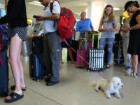 FILE- In this Aug. 8, 2016, file photo, a dog named Jazzy waits in line with Delta passengers at a ticket counter in Newark Liberty International Airport in Newark, N.J. If your pet must travel, experts say that the cabin is safer than the cargo hold. Pets too large to …