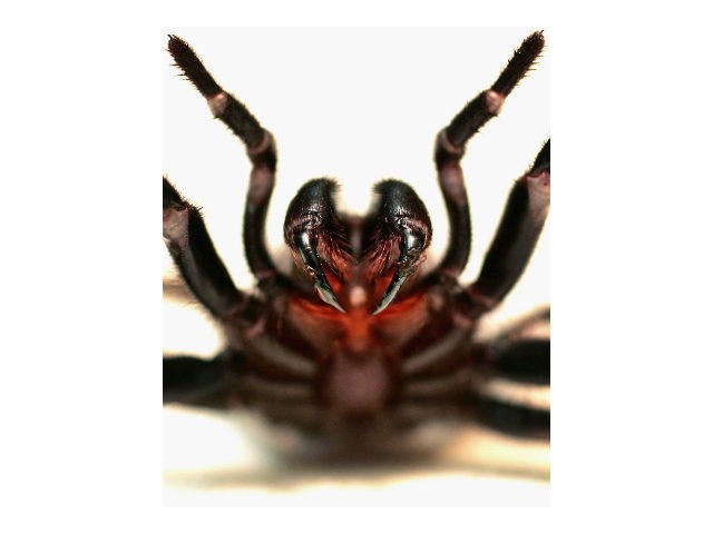 A Funnel Web spider is pictured at the Australian Reptile Park January 23, 2006 in Sydney,