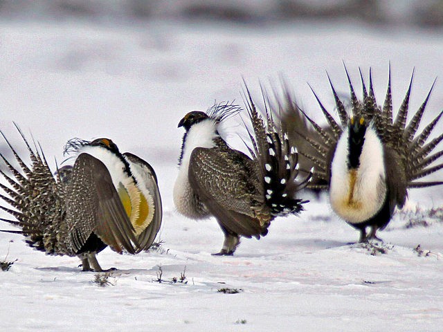 FILE - In this April 20, 2013 file photo, male greater sage grouse perform mating rituals for a female grouse, not pictured, on a lake outside Walden, Colo. In an abrupt reversal, the Pentagon now says it supports a Republican proposal in a defense policy bill that would bar the …