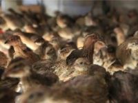 quail-Harare-Zimbabwe-ap Quail birds are seen in a cage in the backyard of Gwynn Kariwo at her home in Highfield, Harare, in this Friday, May, 13, 2016 photo. Kariwo who has a backyard cage full of Quail birds in Harare's poor surburb, says she prefers selling the eggs because they are profitable.Thousands …