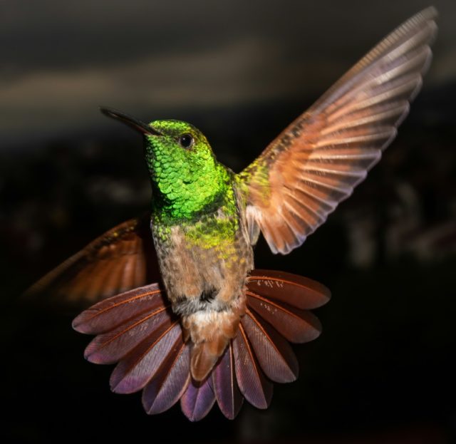 Hummingbirds thrive at innovative Mexico gardens