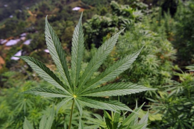 Malawi MPs back bid to draft bill on medical marijuana use