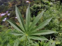 Malawi MPs back bid to draft bill on medical marijuana use
