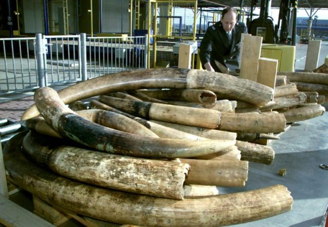 Dutch to ban raw ivory sales from 2019