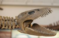 A reproduction of the skeleton of a 65-million-year-old plesiosaur marine reptile discovered in cretaceous rocks in Argentine Patagonia