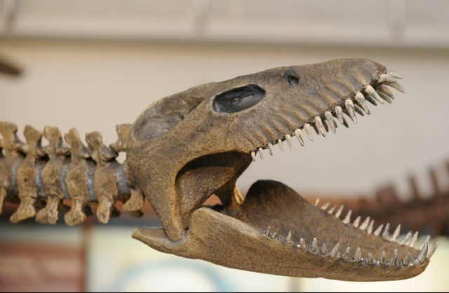Argentina puts 65-million-year-old dinosaur replica on display