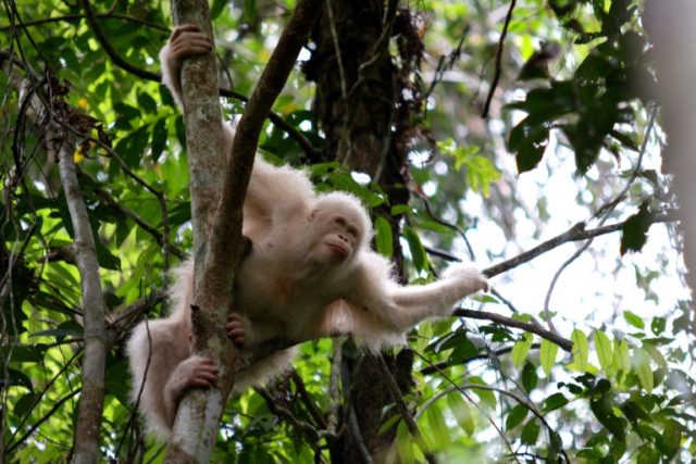 Rare albino orangutan released back into the wild