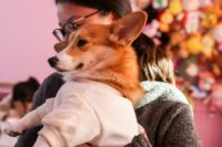 Hello Corgi Cafe is the latest coffee shop in China populated with pets that clients can caress while drinking coffee or tea