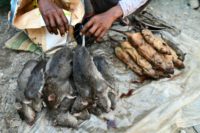 Rat is more popular than chicken and pork at the Sunday market in the village of Kumarikata in Assam