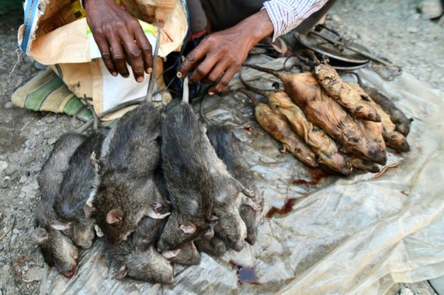 The Indian market where rat earns top price