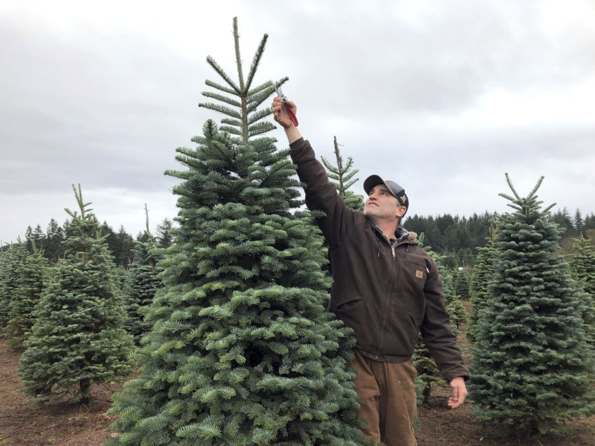 Christmas tree farmers combat popularity of artificial trees Breitbart