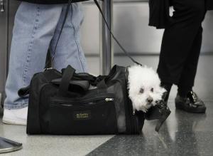 Delta bans emotional support animals on long flights