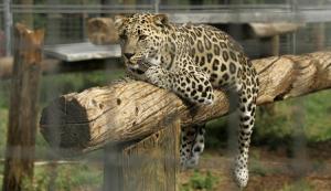 Leopard kills Buddhist monk meditating in Indian forest
