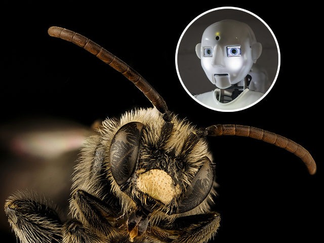 Macropis nuda. This species (M. nuda) is also a Lysimachia specialist and the female's bri