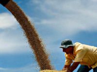 American Soybean Farmer American Soybean Farmer