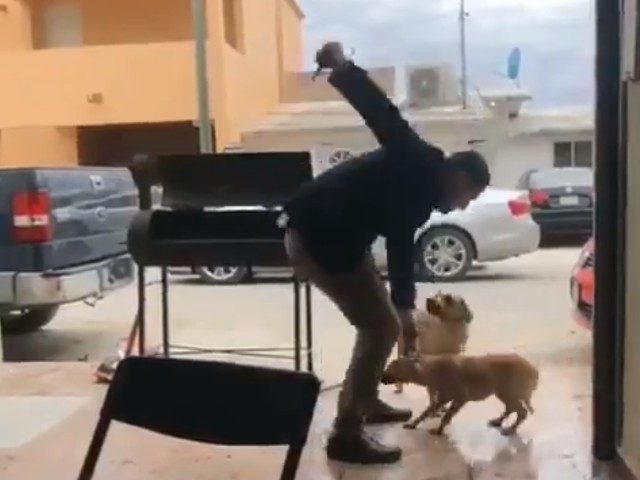 Border City Man Stabbing Dog