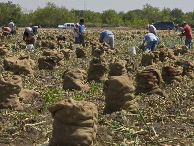 South Texas farm workers