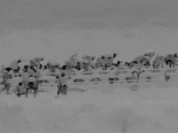 Migrants cross border into New Mexico