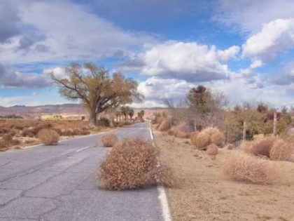 Tumbleweeds on a desert road