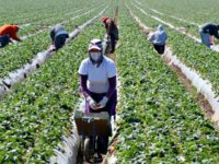 farmworkers Migrant workers harvest strawberries at a farm near Oxnard, Calif. Ventura County is one of two counties where labor organizers hope to get a Bill of Rights passed to protect farm workers from abuse and wage theft.
