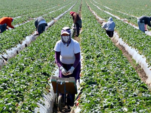 Migrant workers harvest strawberries at a farm near Oxnard, Calif. Ventura County is one of two counties where labor organizers hope to get a Bill of Rights passed to protect farm workers from abuse and wage theft.