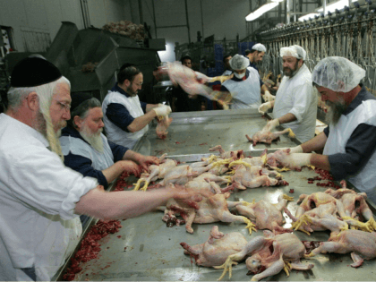 Orthodox Jewish rabbis clean slaughtered chickens at the Jerusalem Chicken Factory March 20, 2006 in Jerusalem, Israel. Chickens are processed to make sure they are Kosher according to Jewish dietary laws. According to Israeli media, Bird Flu threatens about 40% of Israel's poultry sector if the Avian Flu continues to …
