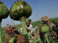 Rudy Ayala (R) Law Enforcement Professional embeded with the Marine corps questions opium poppy farmer Abdul Manan (L) and his two sons, Hastihan (2nd R) and Muhammad Bayan (2nd L) at Maranjan village in Helmand province on April 25, 2011 as US Marines from Border Adviser Team (BAT) and Explosive …