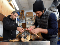 turtles A worker removes barnacles off an injured loggerhead sea turtle at the Israel Sea Turtle Rescue Center of the Israeli National and Parks Authority in Mikhmoret, Israel, Jan. 20, 2019. The ten year old center is located on the Mediterranean Sea and saves sea turtles that have washed ashore on …