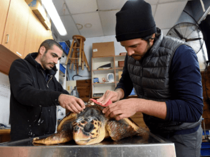 A worker removes barnacles off an injured loggerhead sea turtle at the Israel Sea Turtle Rescue Center of the Israeli National and Parks Authority in Mikhmoret, Israel, Jan. 20, 2019. The ten year old center is located on the Mediterranean Sea and saves sea turtles that have washed ashore on …