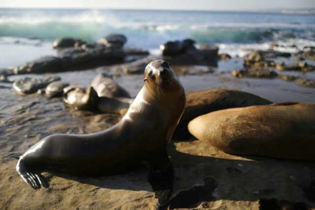 California sea lions killed to protect migrating fish